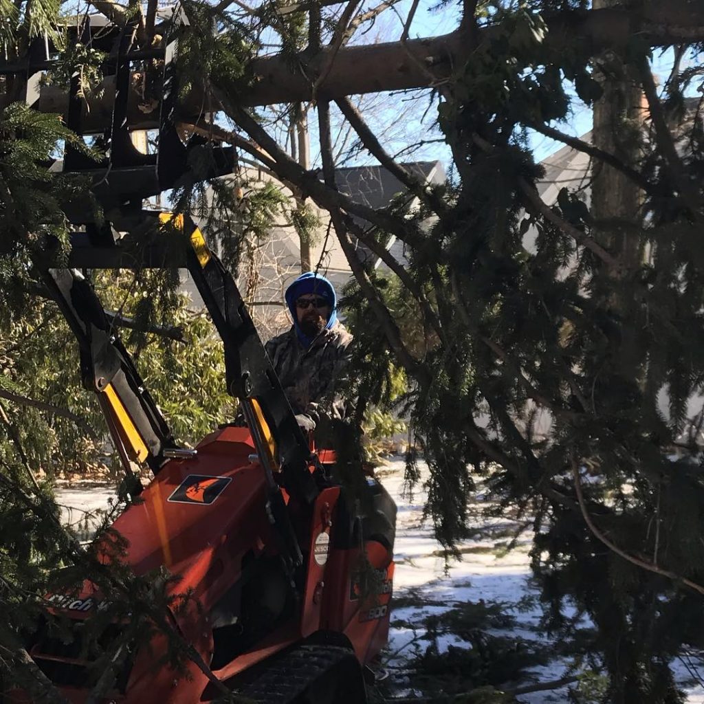 Tree Removal